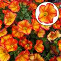 Afbeelding van Calibrachoa P12 Bakari